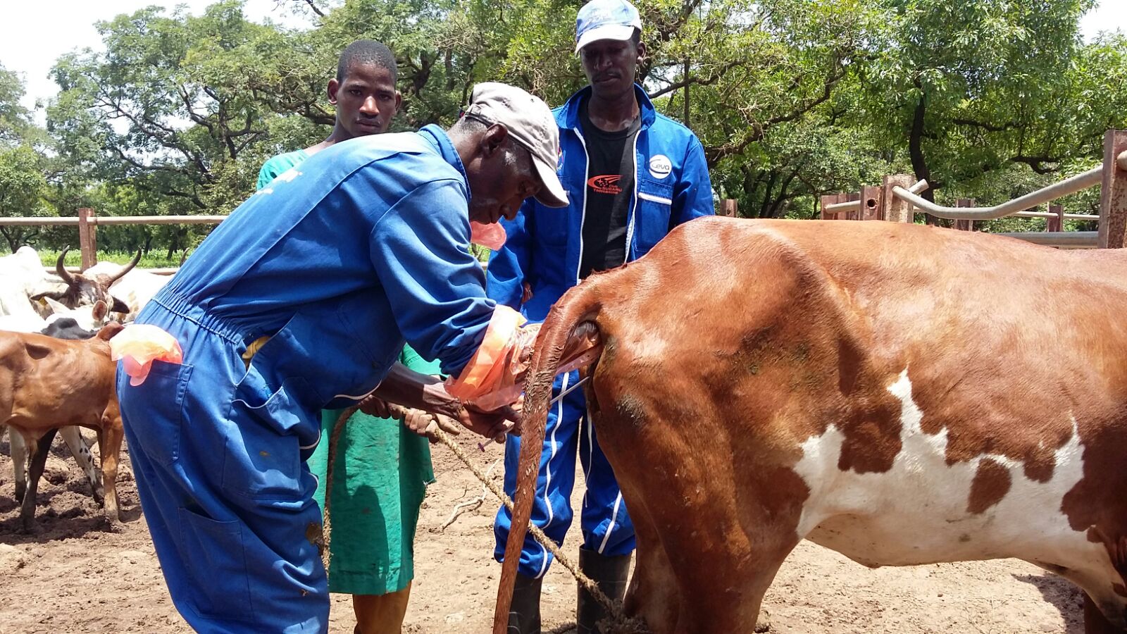 A senior AI technician performs artificial insemination on a local zebu. Photo: CEVA