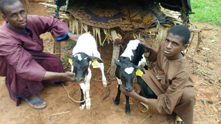 Farmers with their tagged crossbred calves. Photo: CEVA.