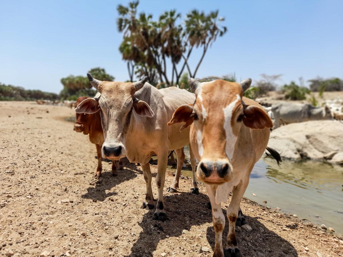 Three cattle face the camera. Yhey are standing on a dry landscape with a small drying river in the background. The photo was taken in Isiolo County, Kenya. 