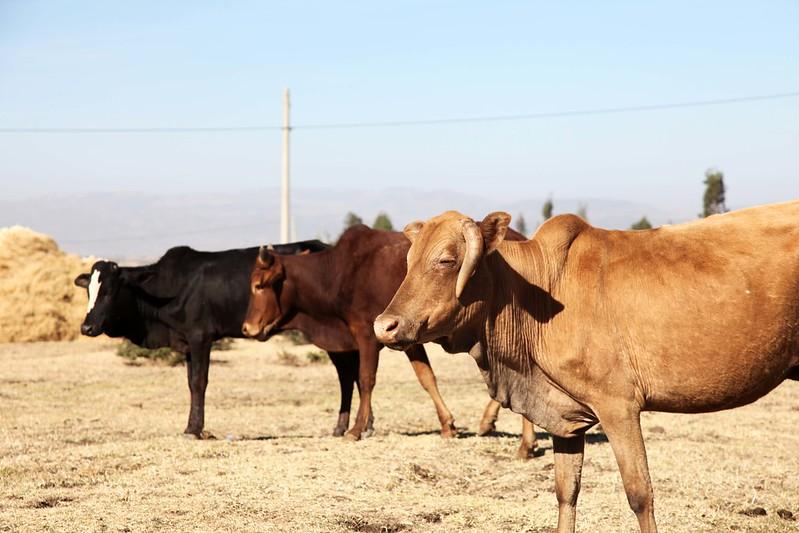 Systematic map of research evidence: livestock disease frequency and disease-associated mortality in Ethiopia