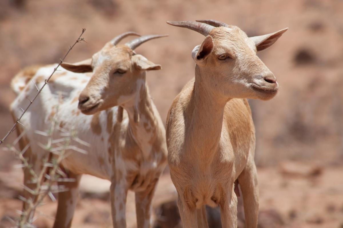 goats abergelle amhara ethiopia