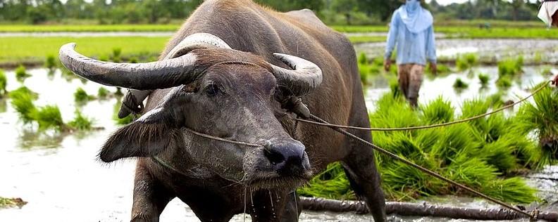 Buffalo