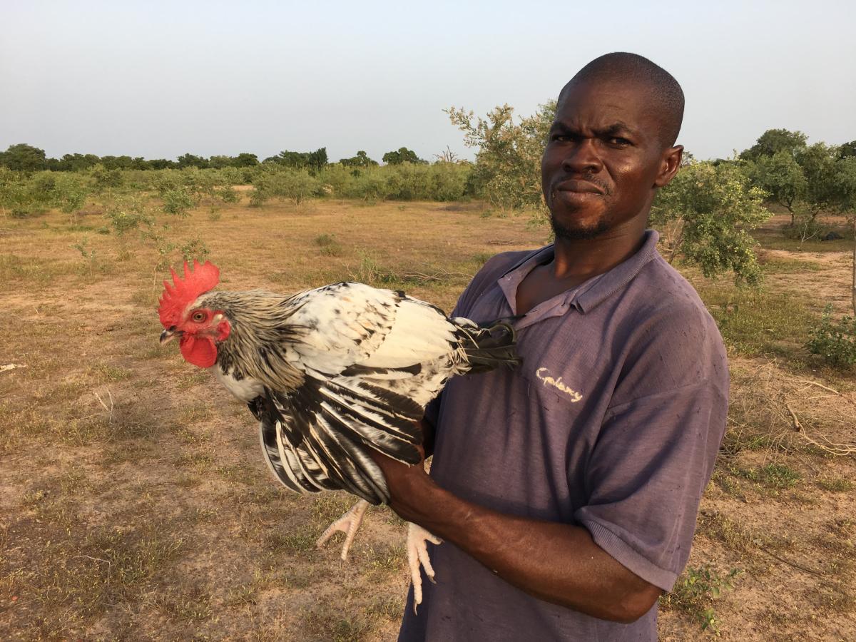 A rooster is collected from the field to provide the first generation of Coq du Faso chickens. Photo credit: Ceva.