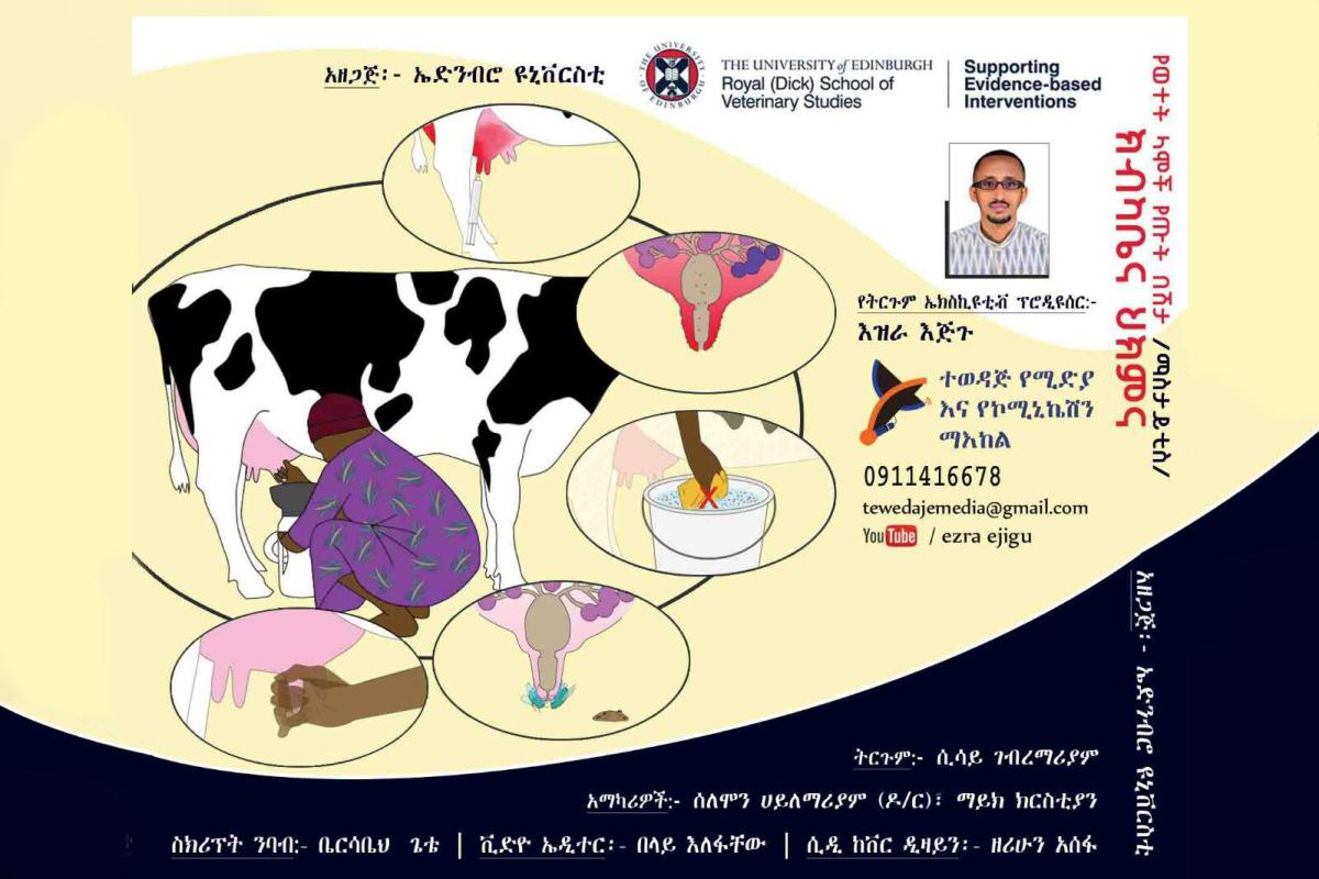 An illustration depicting a farmer treating a female cow for mastitis, showing different steps in the process. The text on the image is in Amharic.