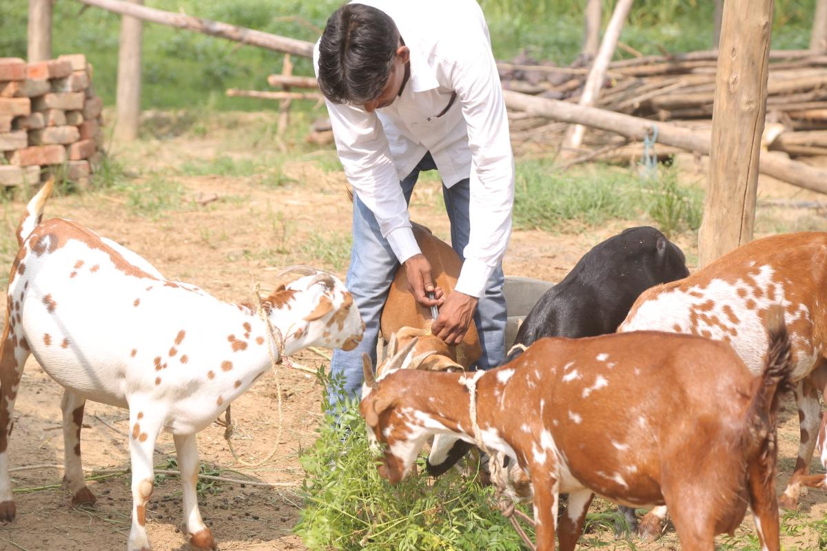 A male veterinarian leans forward to administer a vaccine to some goats.