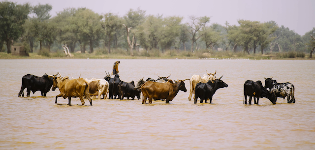 Cattle drinking in a river