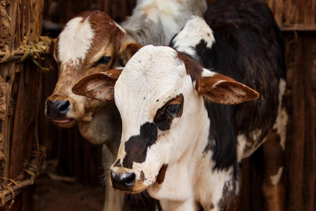 picture of two young boran cattle in yabello ethiopia