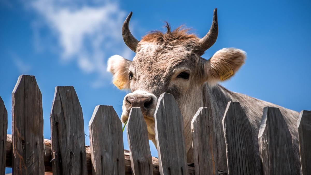 The head of a cow with horns is seen peering over a wooden fence, a blue sky in the background.