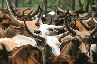cattle herd at the ghibe river in ethiopia