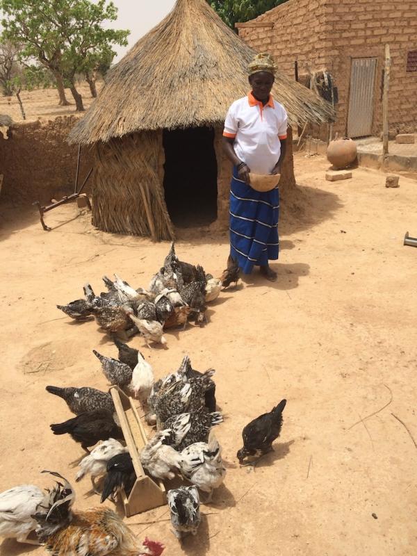 Image of small scale commercial poultry farm in Burkina Faso