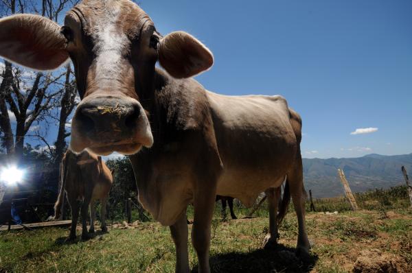 A close-up image of a cow with grass on its nose. It stands on a green field with mountains and blue sky in the background. 
