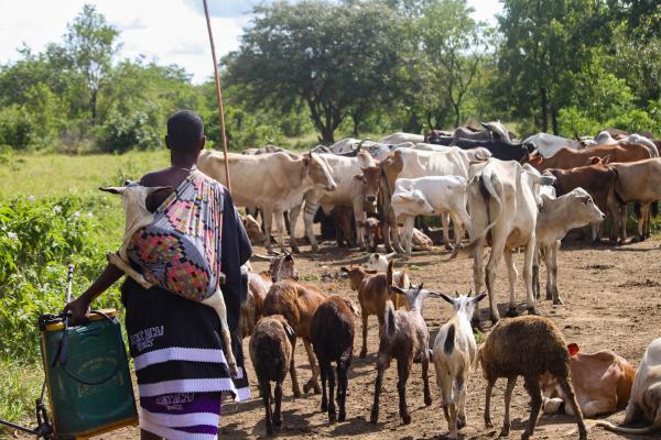 A Maasai person moves animals home while carrying an injured goat and a backpack pump for acaracides in Morogoro, Tanzania.